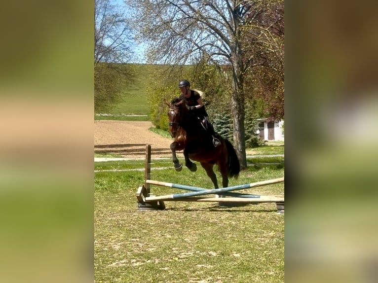 Schweres Warmblut Stute 8 Jahre 167 cm  in Arnstein