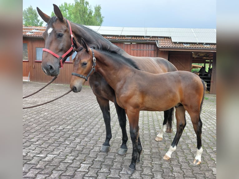 Schweres Warmblut Stute 8 Jahre 168 cm Brauner in Lo&#xDF;burg