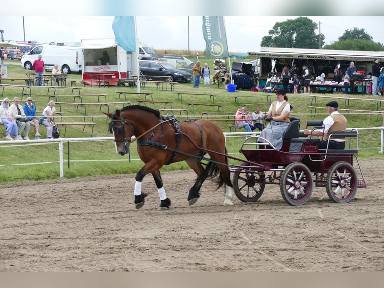 Schweres Warmblut Stute 8 Jahre 169 cm Brauner in Ganschow