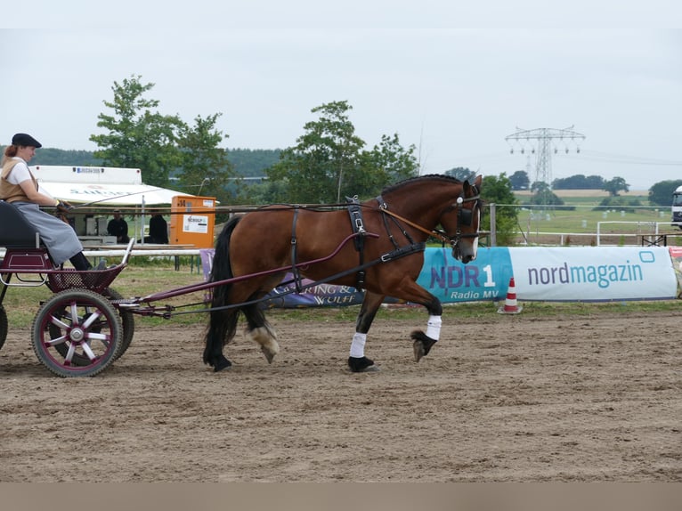 Schweres Warmblut Stute 8 Jahre 169 cm Brauner in Ganschow
