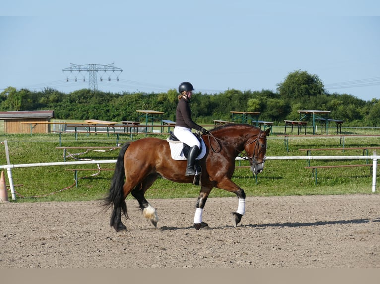 Schweres Warmblut Stute 8 Jahre 169 cm Brauner in Ganschow