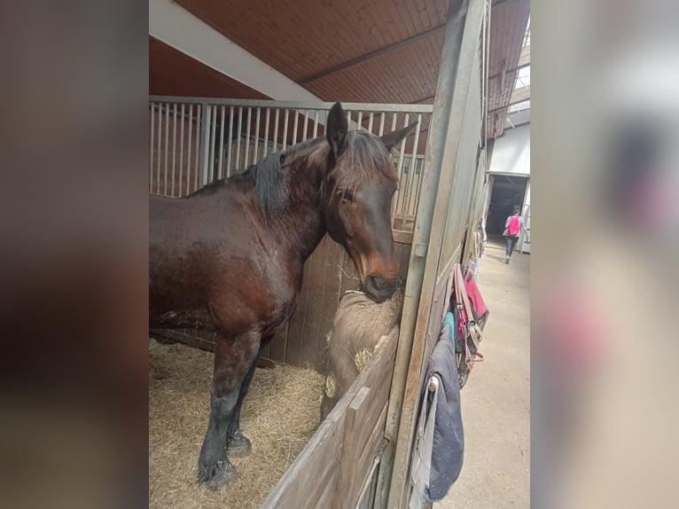 Schweres Warmblut Stute 8 Jahre 178 cm Brauner in Hattingen/Velbert