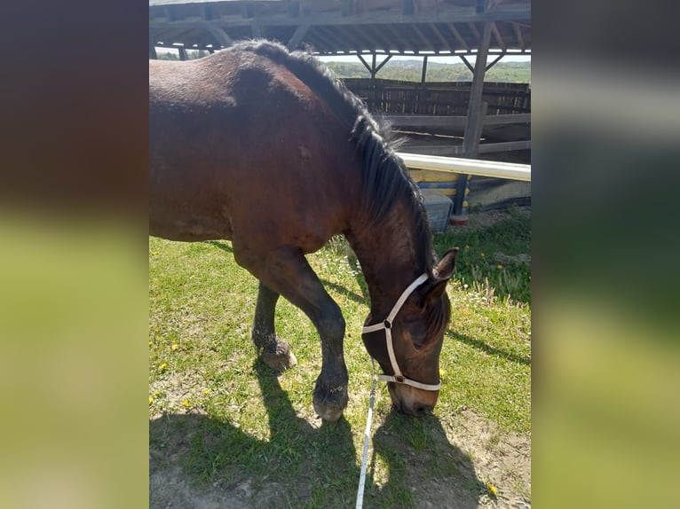 Schweres Warmblut Stute 8 Jahre 178 cm Brauner in Hattingen/Velbert