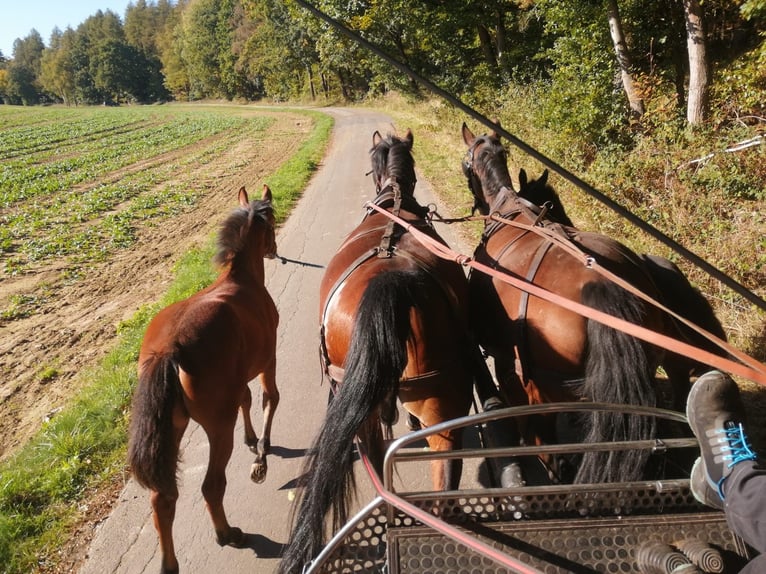 Schweres Warmblut Stute 8 Jahre  in Gemünden (Wohra)