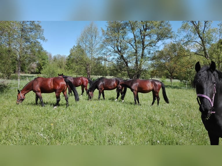 Schweres Warmblut Stute 8 Jahre  in Gemünden (Wohra)