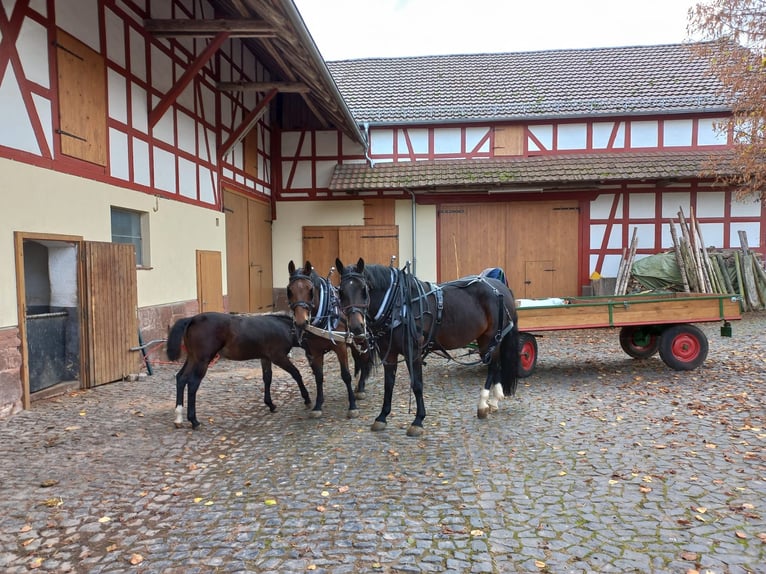 Schweres Warmblut Stute 8 Jahre  in Gemünden (Wohra)