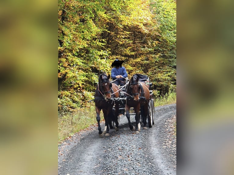 Schweres Warmblut Stute 8 Jahre  in Gemünden (Wohra)