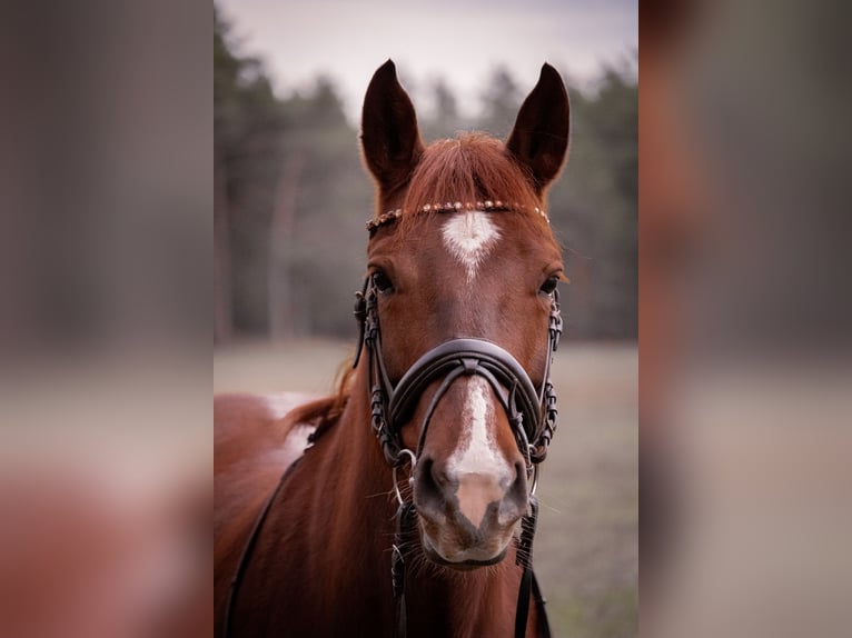 Schweres Warmblut Stute 9 Jahre 155 cm Dunkelfuchs in Baitz