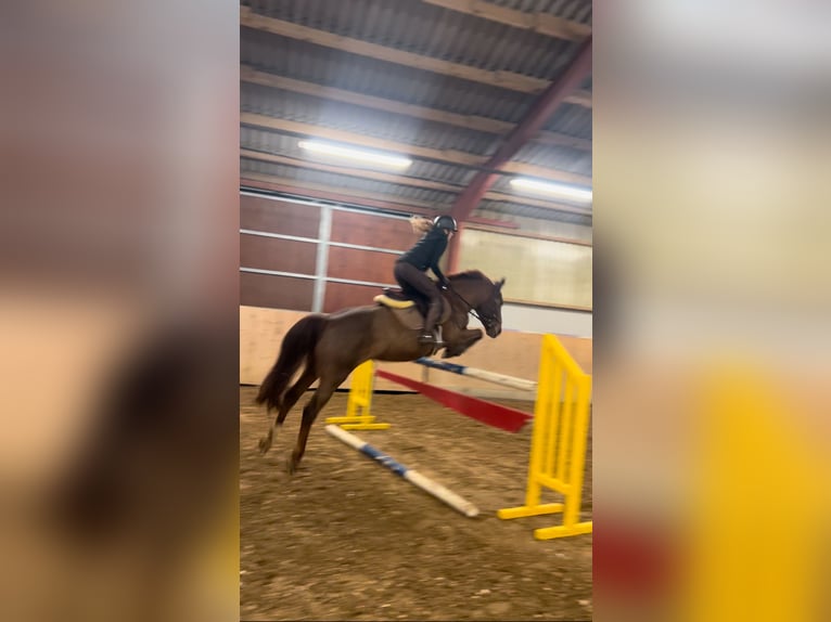 Schweres Warmblut Stute 9 Jahre 155 cm Dunkelfuchs in Baitz