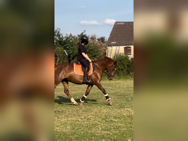 Schweres Warmblut Stute 9 Jahre 155 cm Dunkelfuchs in Baitz