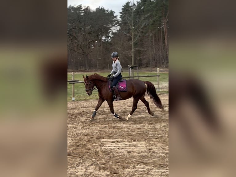 Schweres Warmblut Stute 9 Jahre 155 cm Dunkelfuchs in Baitz