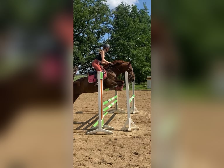 Schweres Warmblut Stute 9 Jahre 155 cm Dunkelfuchs in Baitz