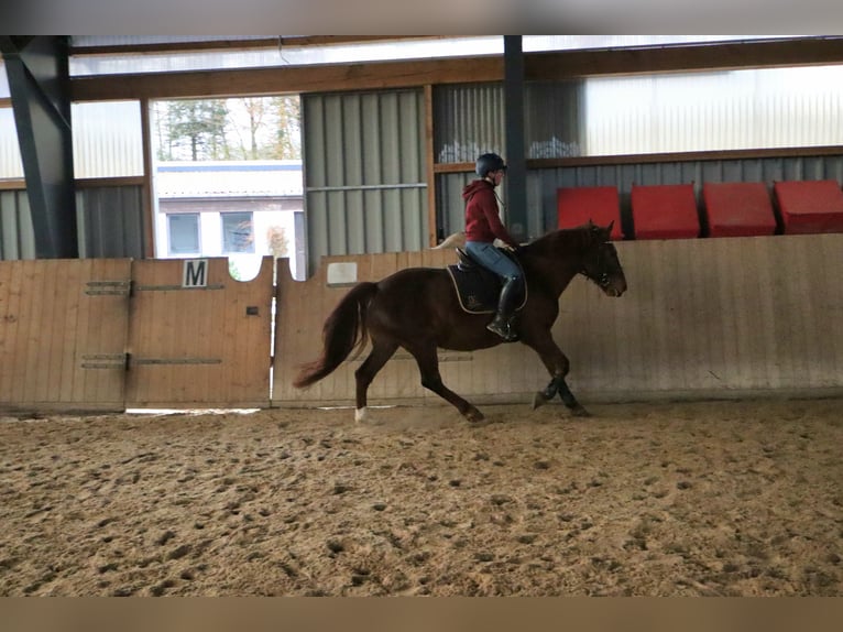 Schweres Warmblut Stute 9 Jahre 155 cm Fuchs in Marienberg