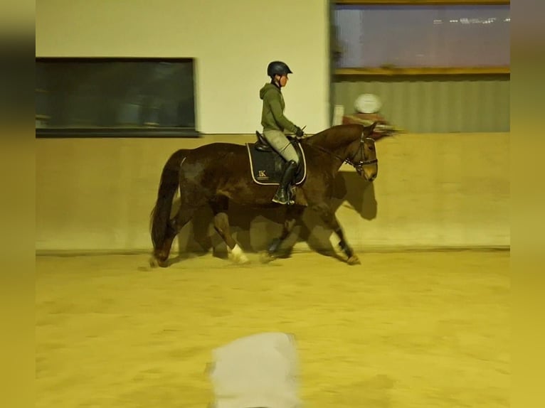 Schweres Warmblut Stute 9 Jahre 155 cm Fuchs in Marienberg