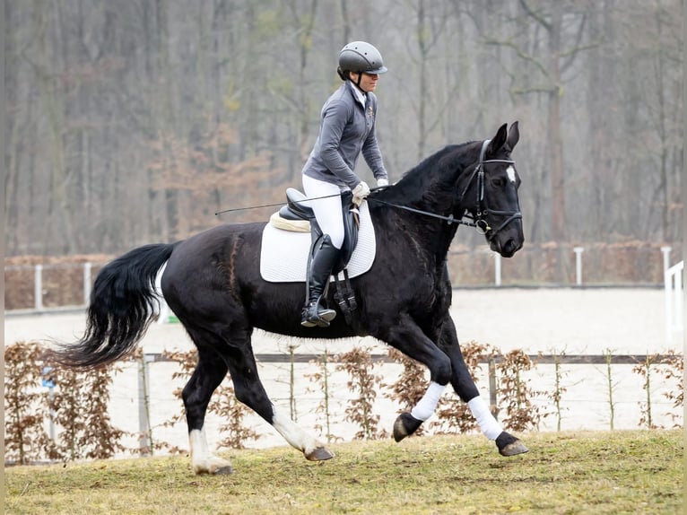 Schweres Warmblut Stute 9 Jahre 162 cm Rappe in Markkleeberg