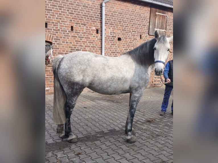 Schweres Warmblut Stute 9 Jahre 165 cm Blauschimmel in Oranienbaum