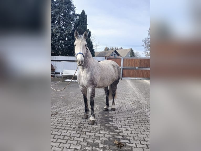 Schweres Warmblut Stute 9 Jahre 165 cm Blauschimmel in Oranienbaum