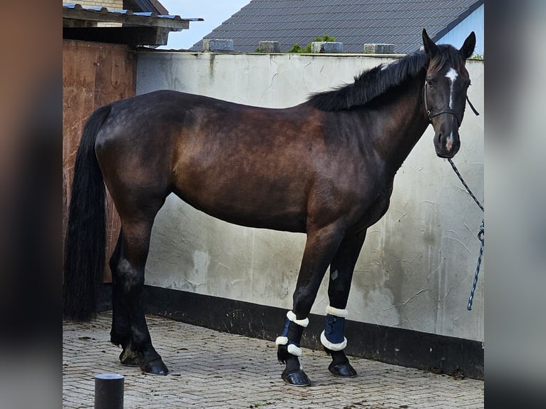 Schweres Warmblut Stute 9 Jahre 167 cm Rappe in Gnadau