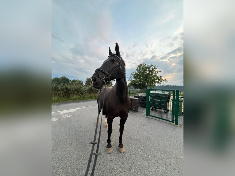 Schweres Warmblut Stute 9 Jahre 168 cm Rappe in Leinburg