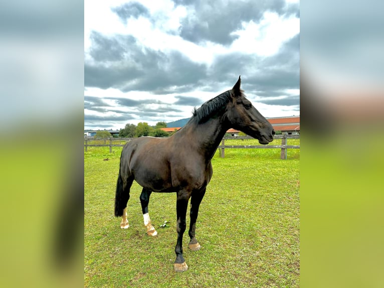 Schweres Warmblut Stute 9 Jahre 168 cm Rappe in Leinburg