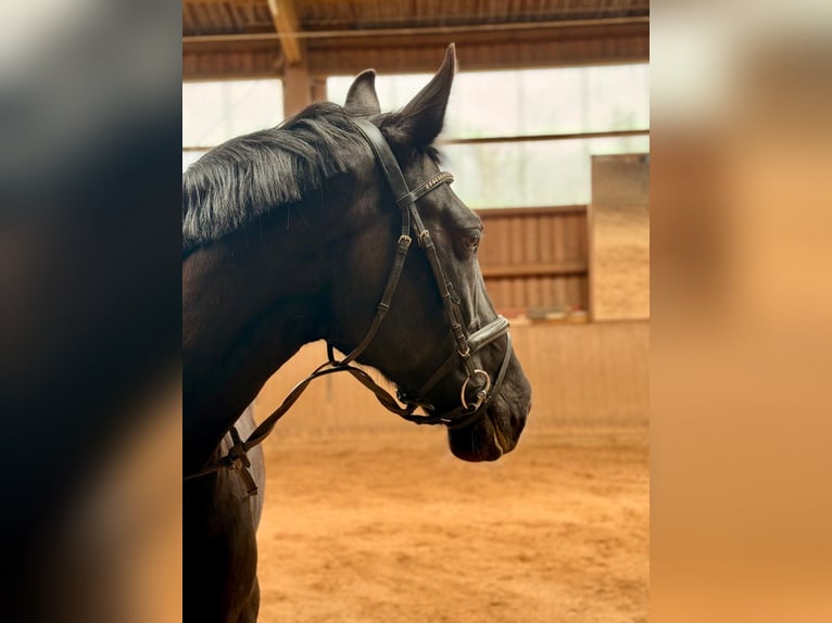 Schweres Warmblut Stute 9 Jahre 168 cm Rappe in Leinburg