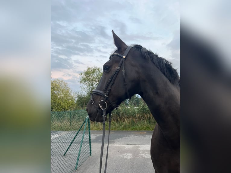 Schweres Warmblut Stute 9 Jahre 168 cm Rappe in Leinburg
