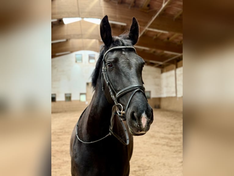 Schweres Warmblut Stute 9 Jahre 168 cm Rappe in Leinburg
