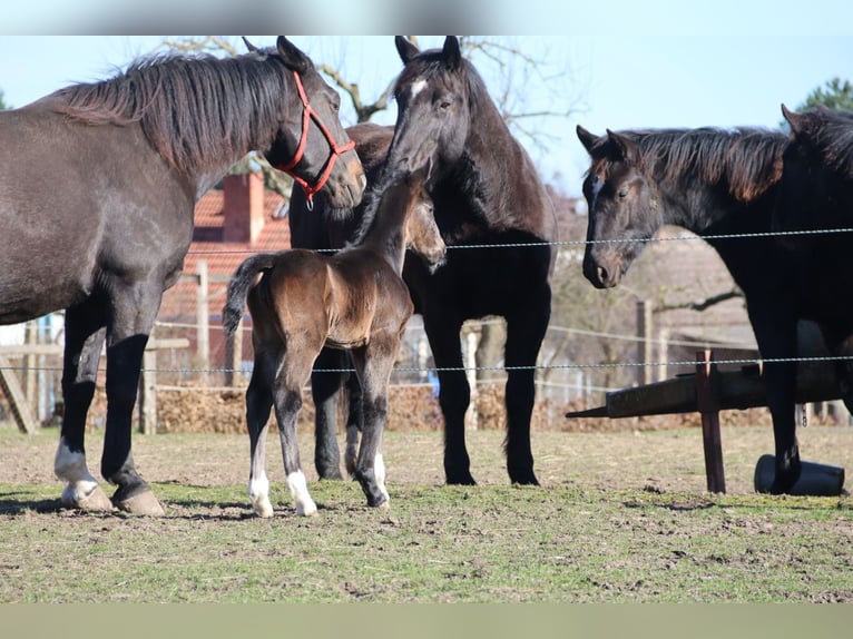 Schweres Warmblut Stute 9 Jahre 168 cm Rappe in Naugarten