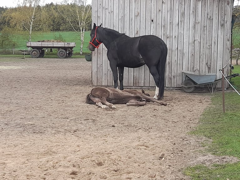 Schweres Warmblut Stute 9 Jahre 168 cm Rappe in Naugarten