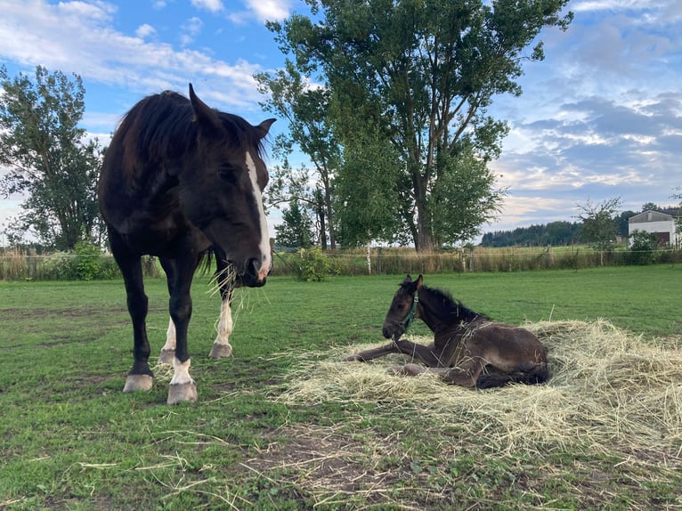 Schweres Warmblut Stute 9 Jahre 168 cm Rappe in Naugarten