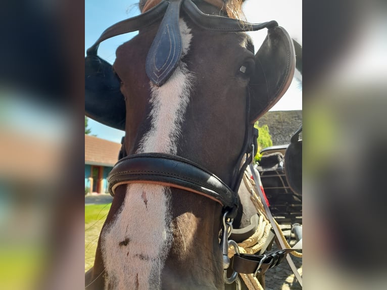 Schweres Warmblut Stute 9 Jahre 168 cm Rappe in Naugarten