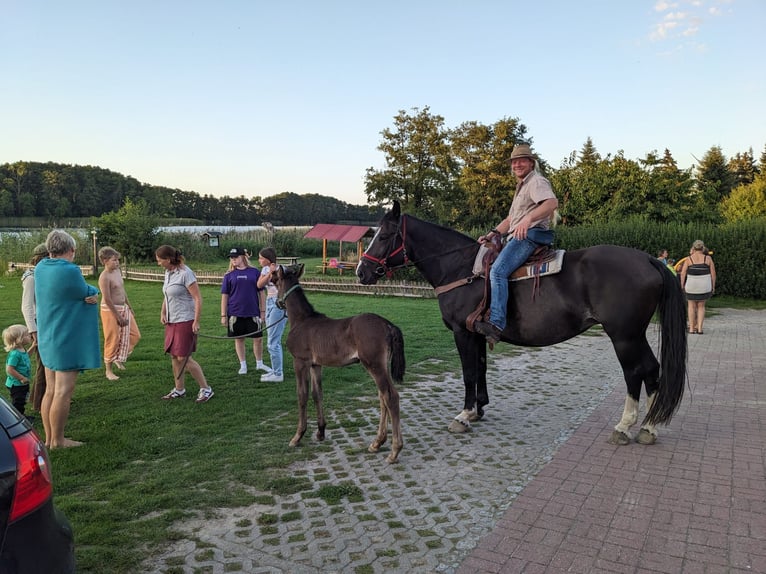 Schweres Warmblut Stute 9 Jahre 168 cm in Naugarten