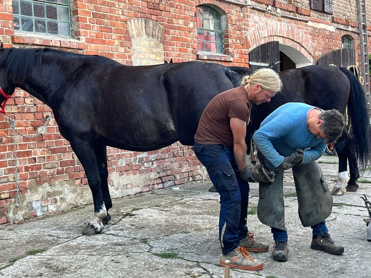 Schweres Warmblut Stute 9 Jahre 168 cm in Naugarten