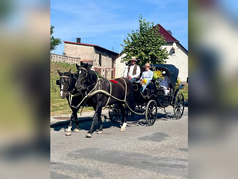 Schweres Warmblut Stute 9 Jahre 168 cm in Naugarten