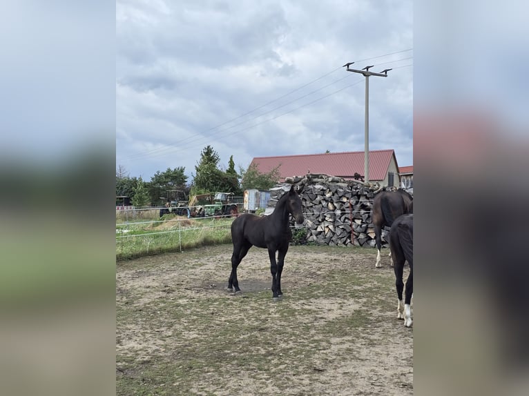 Schweres Warmblut Stute Fohlen (05/2026) 165 cm Rappe in Hirschstein