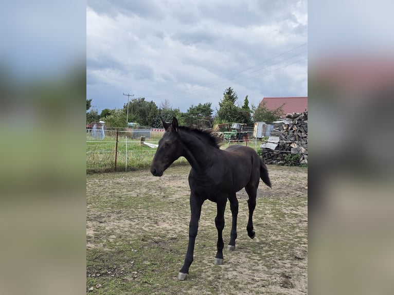 Schweres Warmblut Stute Fohlen (05/2026) 165 cm Rappe in Hirschstein
