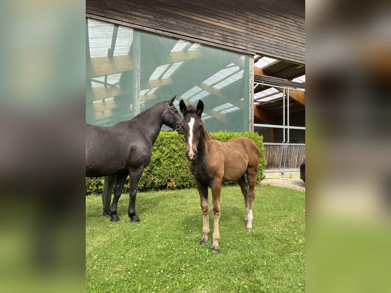 Schweres Warmblut Stute Fohlen (04/2024) 165 cm Rappe in Ascheberg