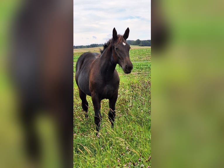 Schweres Warmblut Stute Fohlen (02/2025) 168 cm Dunkelbrauner in GahlenzOederan