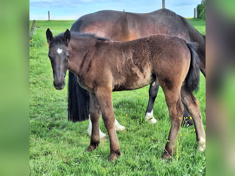 Schweres Warmblut Stute Fohlen (02/2025) 168 cm Dunkelbrauner in GahlenzOederan