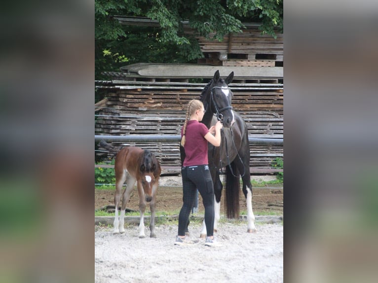 Schweres Warmblut Stute Fohlen (05/2026) Brauner in Döbeln