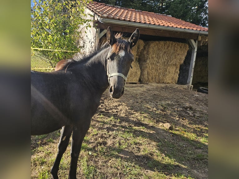 Schweres Warmblut Stute Fohlen (03/2025) Rappe in M&#xFC;geln