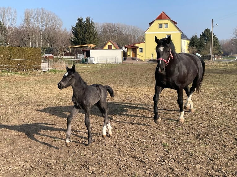 Schweres Warmblut Stute Fohlen (03/2025) Rappe in M&#xFC;geln