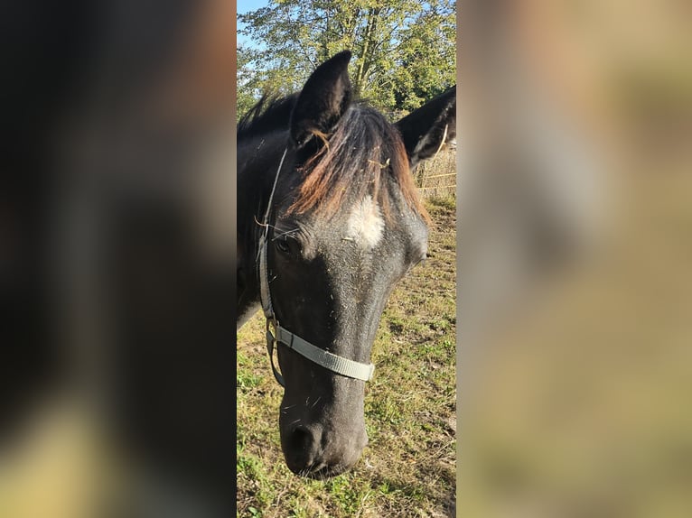 Schweres Warmblut Stute Fohlen (03/2025) Rappe in M&#xFC;geln