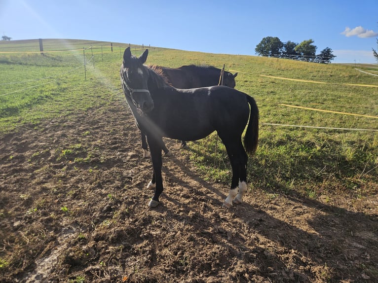 Schweres Warmblut Stute Fohlen (03/2025) Rappe in M&#xFC;geln