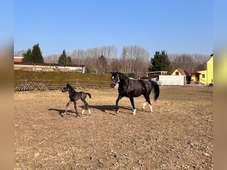 Schweres Warmblut Stute Fohlen (03/2025) Rappe in M&#xFC;geln