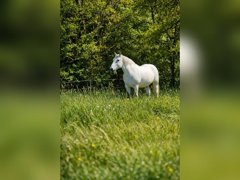 Schweres Warmblut Wałach 10 lat 160 cm Siwa in Blankenheim
