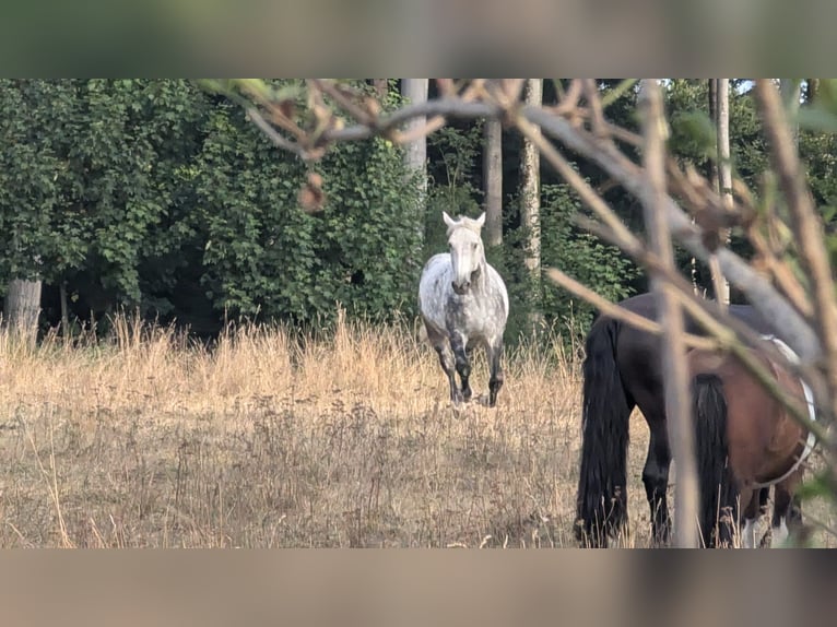Schweres Warmblut Mix Wałach 10 lat 163 cm Siwa jabłkowita in HochspeyerHochspeyer