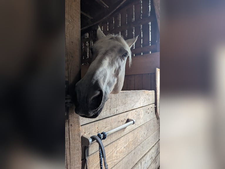 Schweres Warmblut Mix Wałach 10 lat 163 cm Siwa jabłkowita in Kaiserslautern