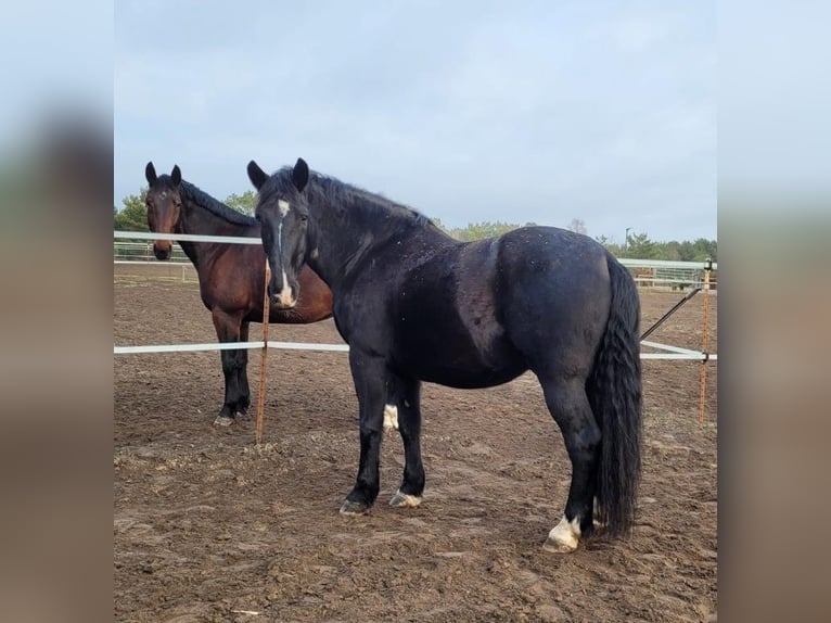 Schweres Warmblut Wałach 10 lat 167 cm Gniada in Stahnsdorf