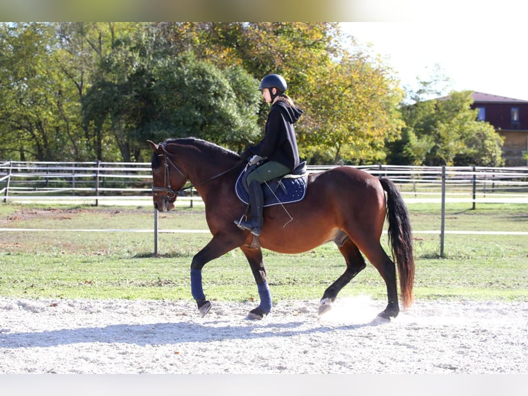 Schweres Warmblut Mix Wałach 10 lat 168 cm Gniada in Wallern im Burgenland
